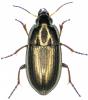 Amara aenea